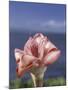 Torch Ginger and Blue Sky, Maui, Hawaii, USA-Darrell Gulin-Mounted Premium Photographic Print