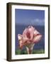 Torch Ginger and Blue Sky, Maui, Hawaii, USA-Darrell Gulin-Framed Photographic Print