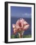 Torch Ginger and Blue Sky, Maui, Hawaii, USA-Darrell Gulin-Framed Photographic Print