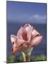 Torch Ginger and Blue Sky, Maui, Hawaii, USA-Darrell Gulin-Mounted Photographic Print