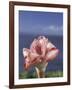 Torch Ginger and Blue Sky, Maui, Hawaii, USA-Darrell Gulin-Framed Photographic Print