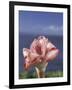 Torch Ginger and Blue Sky, Maui, Hawaii, USA-Darrell Gulin-Framed Photographic Print