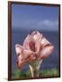 Torch Ginger and Blue Sky, Maui, Hawaii, USA-Darrell Gulin-Framed Photographic Print