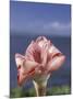 Torch Ginger and Blue Sky, Maui, Hawaii, USA-Darrell Gulin-Mounted Photographic Print