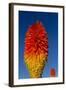 Torch Lily-Charles Bowman-Framed Photographic Print