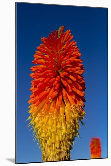 Torch Lily-Charles Bowman-Mounted Photographic Print