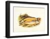 Torgoch and Alpine Charr-null-Framed Art Print