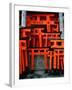 Torii Gates at Fushimi Inari Shrine, Japan, Kyoto-Murat Taner-Framed Photographic Print