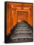 Torii Gates, Fushimi Inari Taisha Shrine, Kyoto, Honshu, Japan-Gavin Hellier-Framed Stretched Canvas