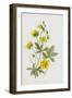 Tormentil and Cinquefoil (Chromolitho)-Frederick Edward Hulme-Framed Giclee Print