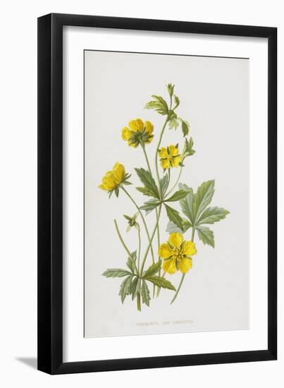 Tormentil and Cinquefoil (Chromolitho)-Frederick Edward Hulme-Framed Giclee Print