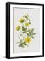 Tormentil and Cinquefoil (Chromolitho)-Frederick Edward Hulme-Framed Giclee Print