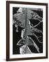 Torn Leaf, Hawaii, 1978-Brett Weston-Framed Photographic Print