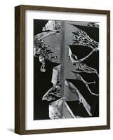 Torn Leaf, Hawaii, 1978-Brett Weston-Framed Photographic Print