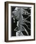 Torn Leaf, Hawaii, 1978-Brett Weston-Framed Photographic Print