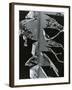 Torn Leaf, Hawaii, 1978-Brett Weston-Framed Photographic Print