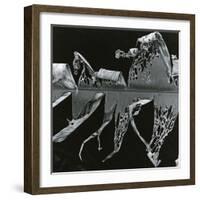 Torn Leaf, Hawaii, 1978-Brett Weston-Framed Photographic Print