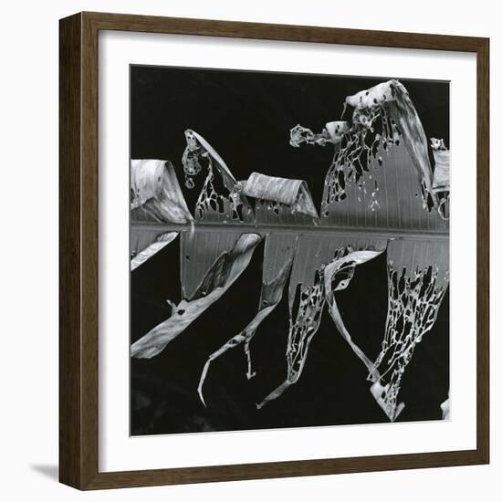 Torn Leaf, Hawaii, 1978-Brett Weston-Framed Photographic Print