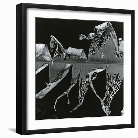 Torn Leaf, Hawaii, 1978-Brett Weston-Framed Photographic Print