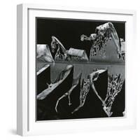 Torn Leaf, Hawaii, 1978-Brett Weston-Framed Photographic Print