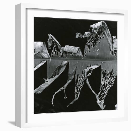 Torn Leaf, Hawaii, 1978-Brett Weston-Framed Photographic Print