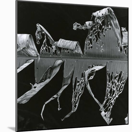 Torn Leaf, Hawaii, 1978-Brett Weston-Mounted Photographic Print