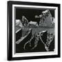 Torn Leaf, Hawaii, 1978-Brett Weston-Framed Photographic Print