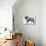 Toro Azul, Study-Mark Adlington-Giclee Print displayed on a wall