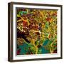 Toronto Tree-Linda Arthurs-Framed Giclee Print