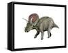 Torosaurus Dinosaur-null-Framed Stretched Canvas