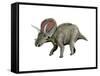 Torosaurus Dinosaur-null-Framed Stretched Canvas