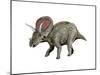 Torosaurus Dinosaur-null-Mounted Art Print