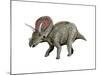 Torosaurus Dinosaur-null-Mounted Art Print