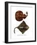 Torpedo Fish-null-Framed Giclee Print