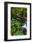 Torq Creek in Killarney National Park-Chuck Haney-Framed Photographic Print