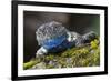 Torquate Lizard (Sceloporus Torquatus) Male, Milpa Alta Forest, Mexico, August-Claudio Contreras Koob-Framed Photographic Print