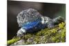 Torquate Lizard (Sceloporus Torquatus) Male, Milpa Alta Forest, Mexico, August-Claudio Contreras Koob-Mounted Photographic Print