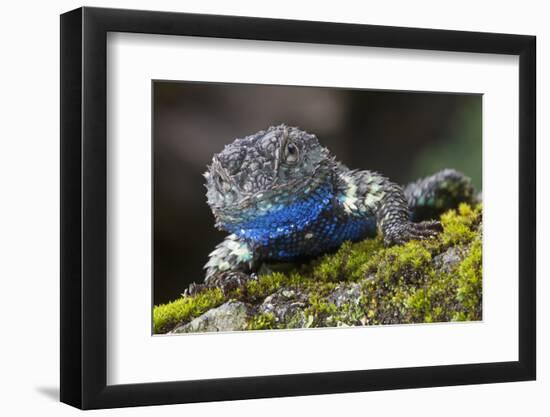 Torquate Lizard (Sceloporus Torquatus) Male, Milpa Alta Forest, Mexico, August-Claudio Contreras Koob-Framed Photographic Print