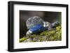 Torquate Lizard (Sceloporus Torquatus) Male, Milpa Alta Forest, Mexico, August-Claudio Contreras Koob-Framed Photographic Print