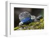 Torquate Lizard (Sceloporus Torquatus) Male, Milpa Alta Forest, Mexico, August-Claudio Contreras Koob-Framed Photographic Print