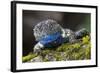 Torquate Lizard (Sceloporus Torquatus) Male, Milpa Alta Forest, Mexico, August-Claudio Contreras Koob-Framed Photographic Print