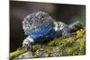 Torquate Lizard (Sceloporus Torquatus) Male, Milpa Alta Forest, Mexico, August-Claudio Contreras Koob-Mounted Photographic Print