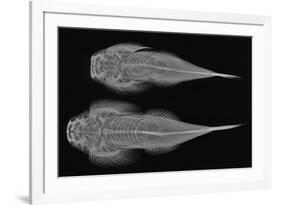 Torrent Loach-Sandra J. Raredon-Framed Premium Giclee Print