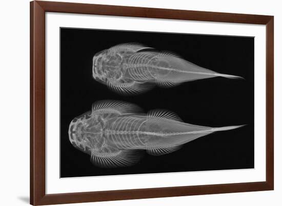 Torrent Loach-Sandra J. Raredon-Framed Premium Giclee Print