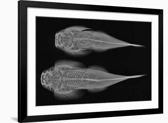 Torrent Loach-Sandra J. Raredon-Framed Premium Giclee Print