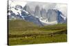 Torres Del Paine-Tony-Stretched Canvas