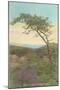 Torrey Pine, San Diego County, California-null-Mounted Art Print