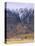 Torridon,Glen Torridon, Wester Ross, Highlands, Scotland-Neale Clarke-Stretched Canvas