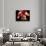 Torso of a Male Boxer Wearing Boxing Gloves and a Belt-null-Photographic Print displayed on a wall