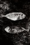 Two Dry Fishlying on a Piece of Elephant Paper-Torsten Richter-Photographic Print